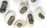 Lot: Assorted Devonian Trilobites - Pieces #76970-4